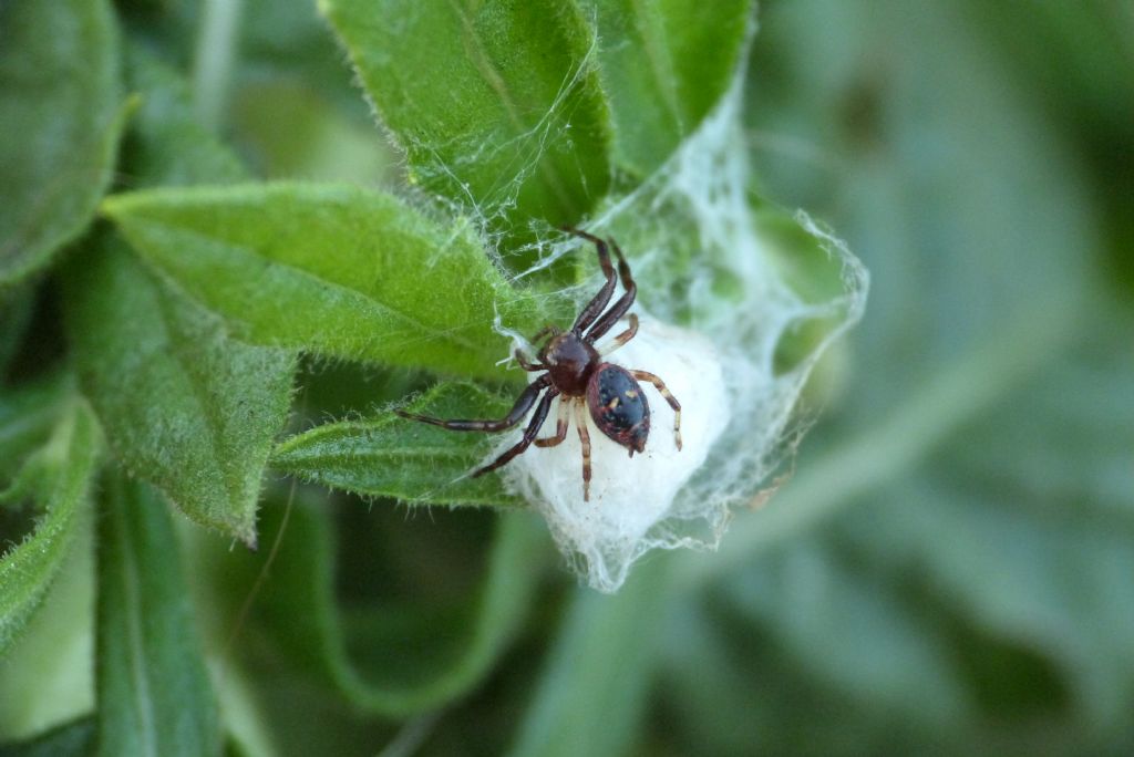 Synema globosum a guardia dell''ovisacco - Santa Teresa Gallura (OT)